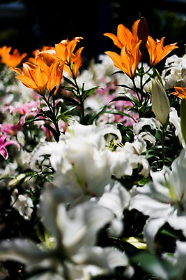 포토 JPG 주간 꽃 여러송이 자연 사람없음 야외 아웃포커스 백합 국내포토 자연요소 식물 다수 촬영기법 생태계 파일형식