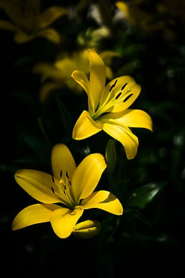 포토 JPG 주간 꽃 여러송이 자연 근접촬영 사람없음 야외 아웃포커스 노란색 국내포토 자연요소 식물 뷰포인트 컬러 다수 촬영기법 생태계 파일형식