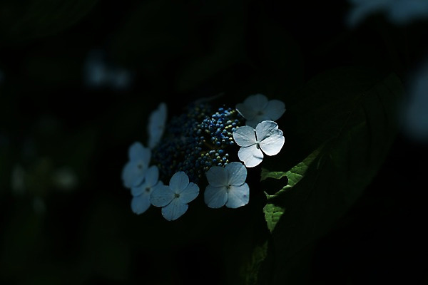 포토 JPG 주간 꽃 여러송이 잎 자연 근접촬영 사람없음 야외 아웃포커스 수국 국내포토 자연요소 식물 뷰포인트 다수 촬영기법 생태계 파일형식