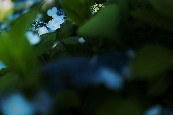 포토 JPG 주간 꽃 잎 자연 근접촬영 사람없음 야외 아웃포커스 수국 국내포토 자연요소 식물 뷰포인트 촬영기법 생태계 파일형식