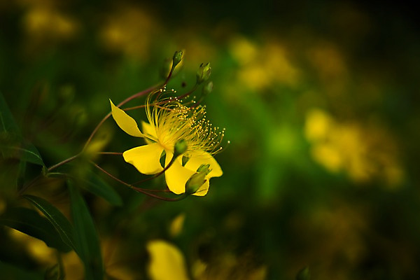 포토 JPG 주간 꽃 자연 근접촬영 사람없음 야외 아웃포커스 노란색 국내포토 자연요소 식물 뷰포인트 컬러 촬영기법 생태계 파일형식