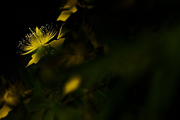 포토 JPG 주간 꽃 자연 근접촬영 사람없음 야외 아웃포커스 노란색 꽃술_꽃 국내포토 자연요소 식물 뷰포인트 컬러 촬영기법 생태계 파일형식