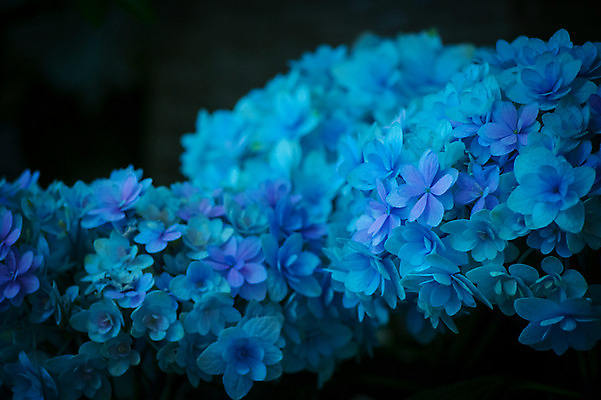 포토 JPG 주간 꽃 여러송이 자연 근접촬영 사람없음 야외 아웃포커스 파란색 수국 국내포토 자연요소 식물 뷰포인트 컬러 다수 촬영기법 생태계 파일형식