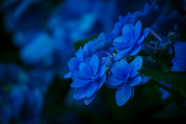 포토 JPG 주간 꽃 여러송이 자연 근접촬영 사람없음 야외 아웃포커스 파란색 수국 클래식블루 트렌드컬러 국내포토 자연요소 식물 뷰포인트 컬러 다수 촬영기법 생태계 파일형식 트랜드컬러