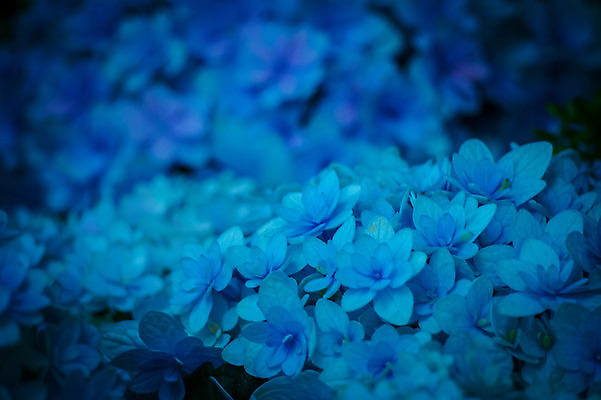 포토 JPG 주간 꽃 여러송이 자연 근접촬영 사람없음 야외 아웃포커스 파란색 수국 클래식블루 트렌드컬러 국내포토 자연요소 식물 뷰포인트 컬러 다수 촬영기법 생태계 파일형식 트랜드컬러