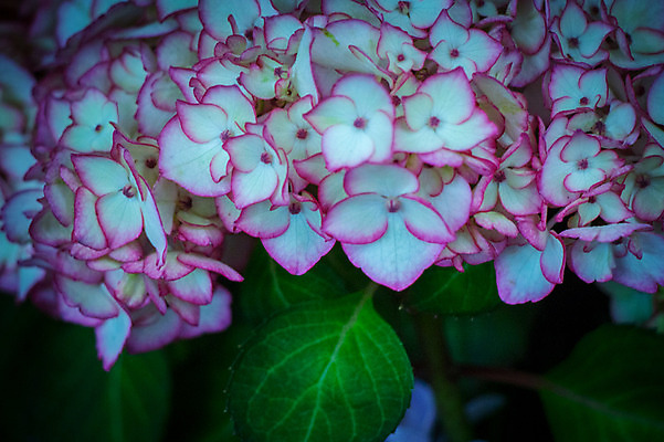 포토 JPG 주간 꽃 여러송이 잎 자연 근접촬영 사람없음 야외 아웃포커스 수국 국내포토 자연요소 식물 뷰포인트 다수 촬영기법 생태계 파일형식