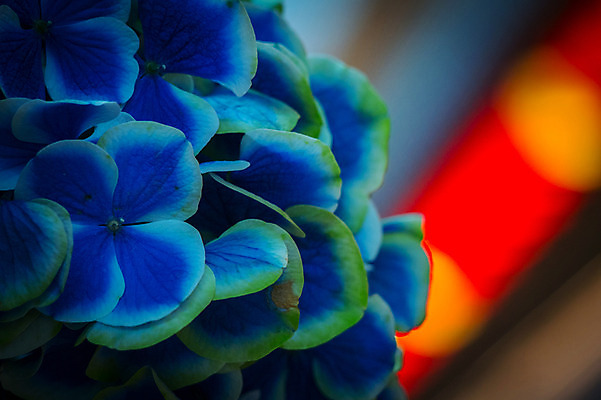 포토 JPG 꽃 여러송이 자연 근접촬영 사람없음 아웃포커스 파란색 수국 국내포토 식물 뷰포인트 컬러 다수 촬영기법 생태계 파일형식