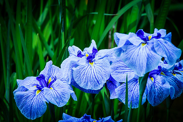 포토 JPG 주간 꽃 여러송이 자연 사람없음 야외 아웃포커스 파란색 풀잎 국내포토 자연요소 식물 컬러 다수 잎 촬영기법 풀 생태계 파일형식