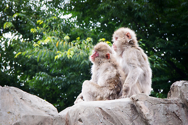 포토 JPG 주간 나무 야생동물 두마리 자연 사람없음 야외 바위 원숭이 국내포토 자연요소 식물 동물 2 포유류 돌_바위 생태계 파일형식