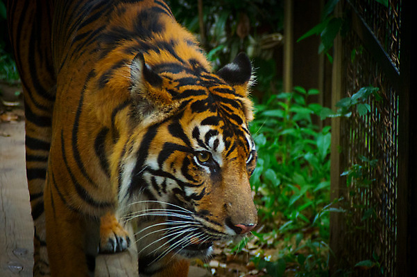 포토 JPG 주간 한마리 야생동물 자연 사람없음 야외 호랑이 맹수 국내포토 자연요소 동물 1 포유류 생태계 파일형식