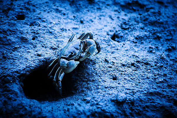 포토 JPG 주간 한마리 자연 사람없음 야외 아웃포커스 게 구멍 갯벌 국내포토 자연요소 1 촬영기법 갑각류 생태계 파일형식