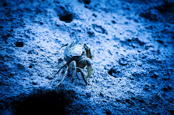 포토 JPG 주간 한마리 자연 사람없음 야외 아웃포커스 게 갯벌 국내포토 자연요소 1 촬영기법 갑각류 생태계 파일형식