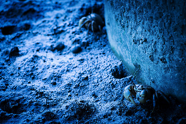 포토 JPG 주간 두마리 자연 사람없음 야외 아웃포커스 게 갯벌 국내포토 자연요소 2 촬영기법 갑각류 생태계 파일형식