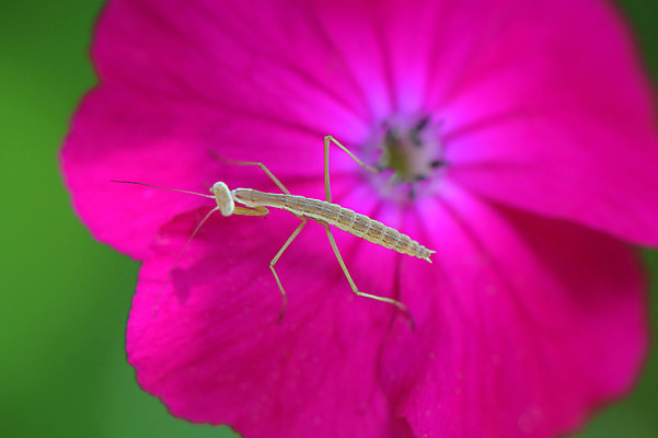 포토 JPG 주간 한마리 꽃 한송이 자연 근접촬영 사람없음 야외 아웃포커스 사마귀 국내포토 자연요소 식물 1 뷰포인트 곤충 촬영기법 생태계 송이 파일형식