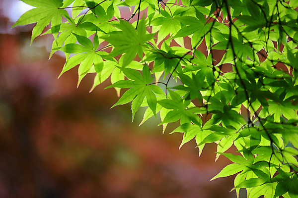 포토 JPG 주간 단풍 자연 단풍나무 사람없음 야외 아웃포커스 국내포토 자연요소 나무 잎 촬영기법 생태계 파일형식