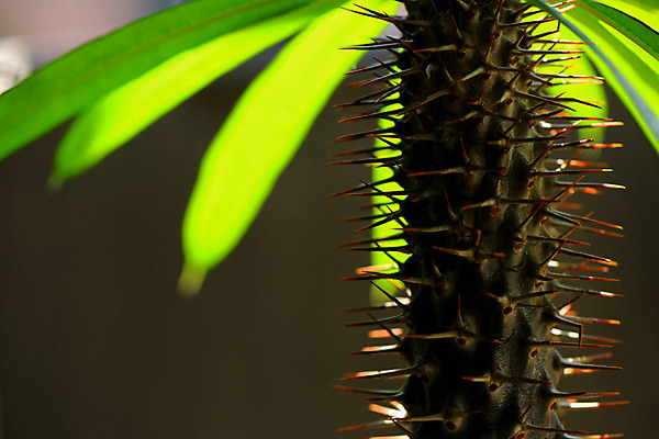 포토 JPG 주간 잎 자연 근접촬영 사람없음 야외 아웃포커스 가시 국내포토 자연요소 식물 뷰포인트 촬영기법 생태계 파일형식