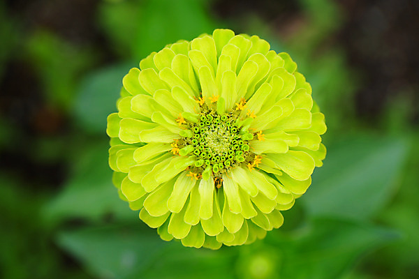 포토 JPG 주간 꽃 한송이 자연 근접촬영 사람없음 야외 아웃포커스 노란색 국내포토 자연요소 식물 1 뷰포인트 컬러 촬영기법 생태계 송이 파일형식