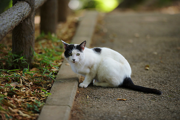 포토 JPG 주간 한마리 사람없음 야외 아웃포커스 고양이 길고양이 동물라이프 반려 국내포토 자연요소 동물 1 라이프스타일 포유류 촬영기법 반려동물 파일형식
