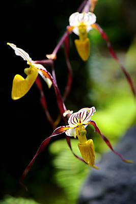 포토 JPG 주간 꽃 자연 근접촬영 사람없음 야외 아웃포커스 국내포토 자연요소 식물 뷰포인트 촬영기법 생태계 파일형식
