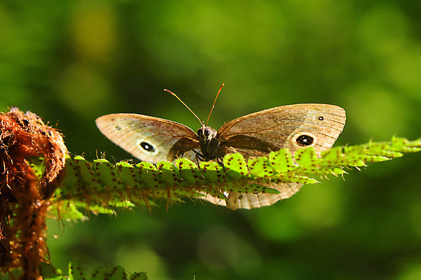 포토 JPG 주간 한마리 나비 자연 나뭇잎 근접촬영 사람없음 야외 아웃포커스 국내포토 자연요소 1 뷰포인트 곤충 잎 촬영기법 생태계 파일형식