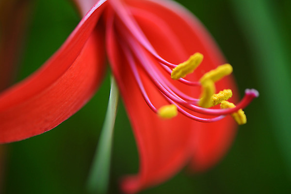 포토 JPG 주간 꽃 한송이 자연 근접촬영 사람없음 야외 아웃포커스 빨간색 꽃술_꽃 국내포토 자연요소 식물 1 뷰포인트 컬러 촬영기법 생태계 송이 파일형식