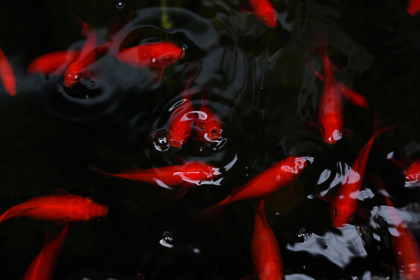 포토 JPG 주간 여러마리 자연 사람없음 야외 연못 붕어 국내포토 자연요소 다수 어류 생태계 파일형식