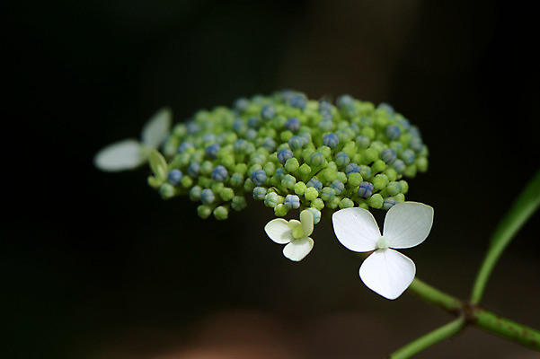 포토 JPG 주간 꽃 자연 근접촬영 사람없음 야외 아웃포커스 수국 국내포토 자연요소 식물 뷰포인트 촬영기법 생태계 파일형식