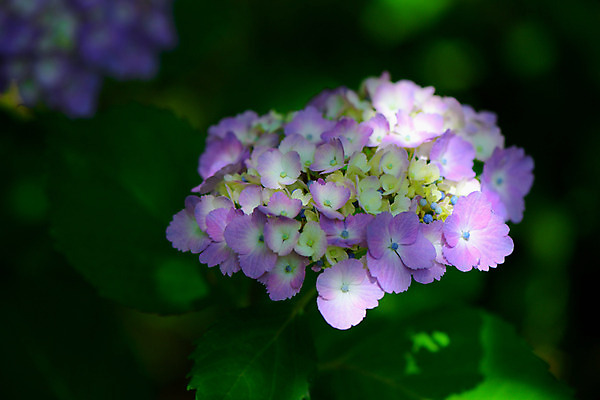 포토 JPG 주간 꽃 여러송이 잎 자연 근접촬영 사람없음 야외 아웃포커스 보라색 수국 국내포토 자연요소 식물 뷰포인트 컬러 다수 촬영기법 생태계 파일형식