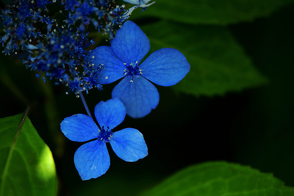 포토 JPG 주간 꽃 잎 자연 근접촬영 사람없음 야외 아웃포커스 파란색 수국 국내포토 자연요소 식물 뷰포인트 컬러 촬영기법 생태계 파일형식