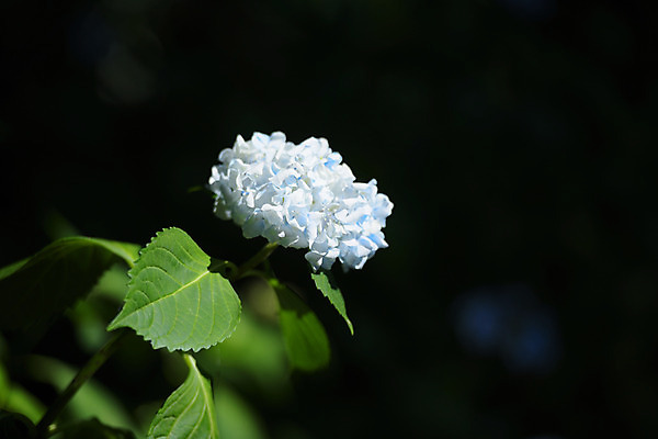 포토 JPG 주간 꽃 여러송이 잎 자연 사람없음 야외 아웃포커스 흰색 수국 국내포토 자연요소 식물 컬러 다수 촬영기법 생태계 파일형식