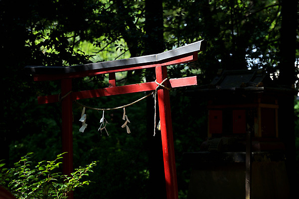 포토 JPG 주간 나무 종교 사람없음 야외 일본 사찰 숲 일본전통 일본건축 토리이 오미쿠지 국내포토 자연요소 식물 전통 아시아 종교건축 동양건축 신사_건축물 파일형식
