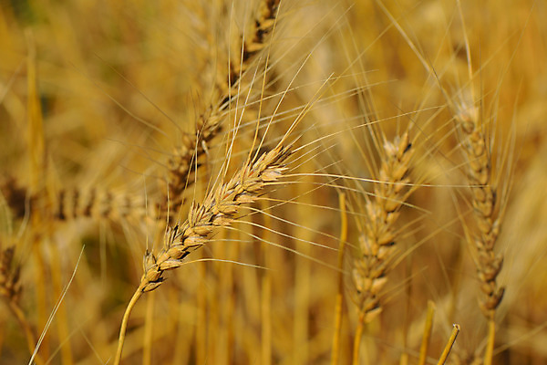 포토 JPG 주간 식물 자연 근접촬영 사람없음 야외 아웃포커스 밀 이삭 국내포토 자연요소 뷰포인트 곡류 촬영기법 생태계 파일형식