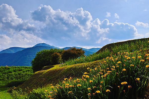 포토 JPG 주간 나무 구름 꽃 여러송이 자연 하늘 산 풍경 사람없음 야외 국내포토 자연요소 식물 다수 생태계 파일형식