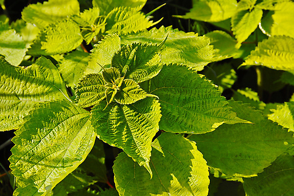 포토 JPG 주간 잎 자연 근접촬영 사람없음 야외 초록색 국내포토 자연요소 식물 뷰포인트 컬러 생태계 파일형식