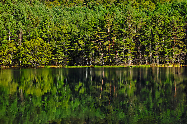 포토 JPG 주간 나무 호수 자연 물그림자 풍경 사람없음 야외 숲 국내포토 자연요소 식물 그림자 생태계 파일형식