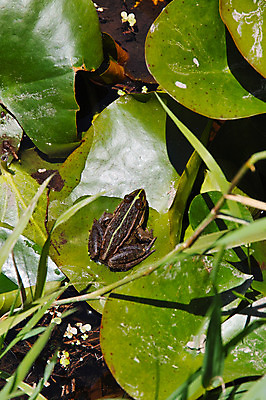 포토 JPG 주간 한마리 자연 나뭇잎 개구리 사람없음 야외 국내포토 자연요소 1 잎 양서류 생태계 파일형식