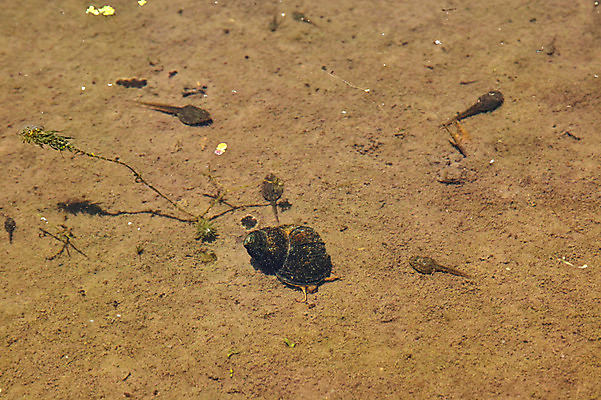 포토 JPG 주간 자연 사람없음 야외 강 고둥 올챙이 국내포토 자연요소 어패류 생태계 파일형식
