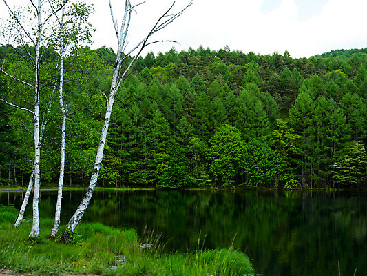 포토 JPG 주간 나무 호수 자연 물그림자 풍경 사람없음 야외 숲 국내포토 자연요소 식물 그림자 생태계 파일형식