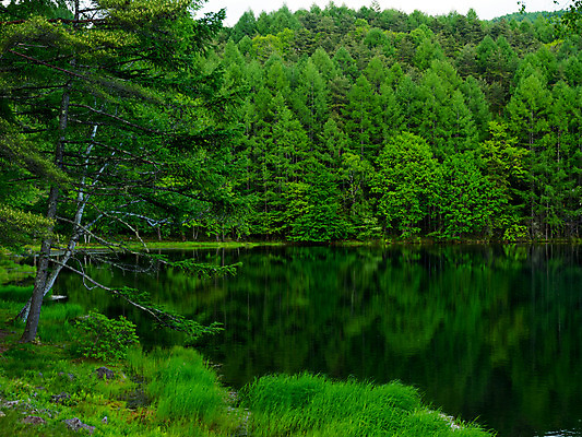 포토 JPG 주간 나무 호수 자연 물그림자 풍경 사람없음 야외 숲 국내포토 자연요소 식물 그림자 생태계 파일형식