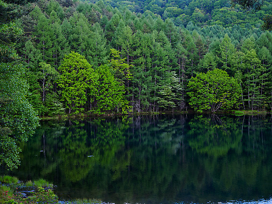 포토 JPG 주간 나무 호수 자연 물그림자 풍경 사람없음 야외 숲 국내포토 자연요소 식물 그림자 생태계 파일형식