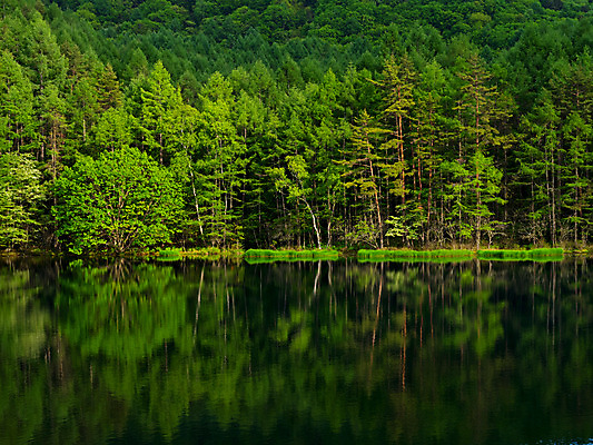 포토 JPG 주간 나무 호수 자연 물그림자 풍경 사람없음 야외 숲 국내포토 자연요소 식물 그림자 생태계 파일형식
