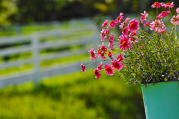 포토 JPG 주간 꽃 화분 분홍색 여러송이 자연 사람없음 야외 아웃포커스 국내포토 자연요소 식물 컬러 다수 촬영기법 생태계 파일형식