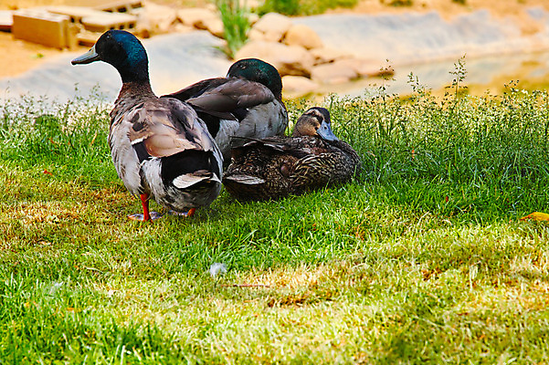 포토 JPG 주간 자연 세마리 사람없음 야외 청둥오리 국내포토 자연요소 오리 3 생태계 파일형식