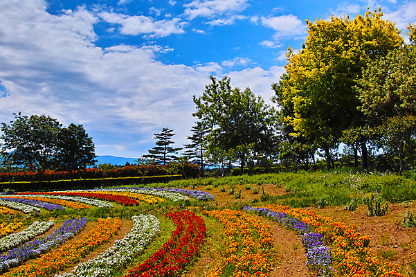 포토 JPG 주간 나무 구름 꽃 여러송이 꽃밭 자연 하늘 풍경 사람없음 야외 국내포토 자연요소 식물 다수 생태계 파일형식