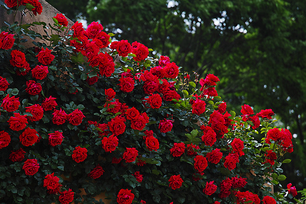 포토 JPG 주간 꽃 여러송이 자연 사람없음 야외 아웃포커스 빨간색 장미 덩굴장미 국내포토 자연요소 식물 컬러 다수 촬영기법 생태계 파일형식