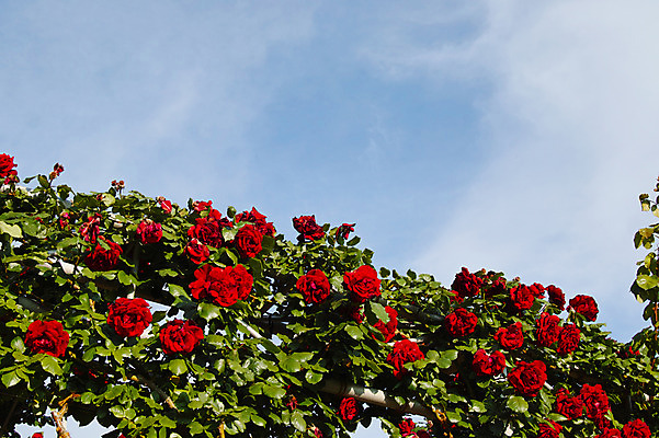 포토 JPG 주간 구름 꽃 여러송이 자연 하늘 사람없음 야외 빨간색 장미 덩굴장미 국내포토 자연요소 식물 컬러 다수 생태계 파일형식