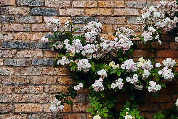 포토 JPG 주간 꽃 여러송이 자연 벽돌 사람없음 야외 벽돌담 국내포토 자연요소 식물 다수 담장 생태계 파일형식