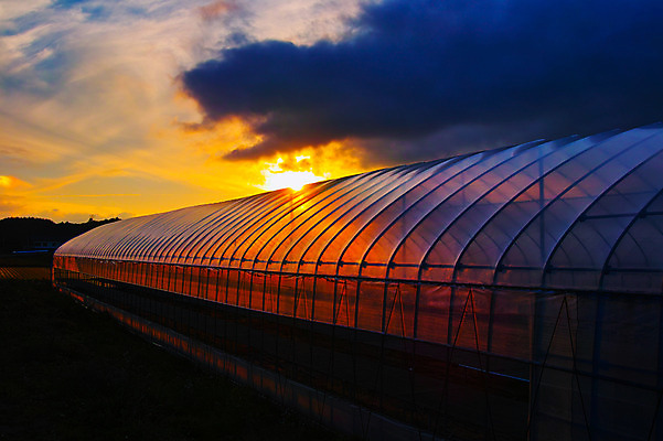 포토 JPG 주간 구름 자연현상 자연 하늘 풍경 사람없음 야외 일몰 농촌 비닐하우스 국내포토 자연요소 농업 노을 시골 생태계 파일형식