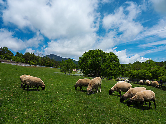 포토 JPG 주간 나무 구름 여러마리 자연 하늘 풍경 사람없음 야외 가축 목장 양 국내포토 자연요소 식물 동물 다수 포유류 생태계 파일형식