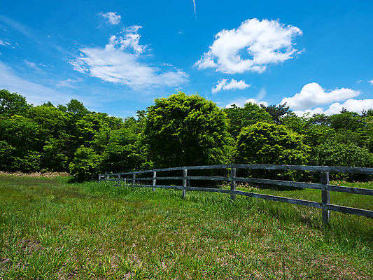 포토 JPG 주간 나무 구름 자연 하늘 풍경 사람없음 야외 울타리 숲 국내포토 자연요소 식물 담장 생태계 파일형식